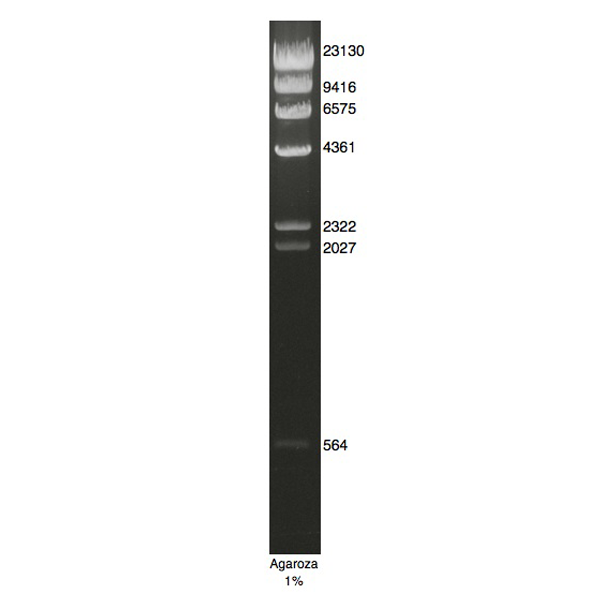 Dna test hind discount