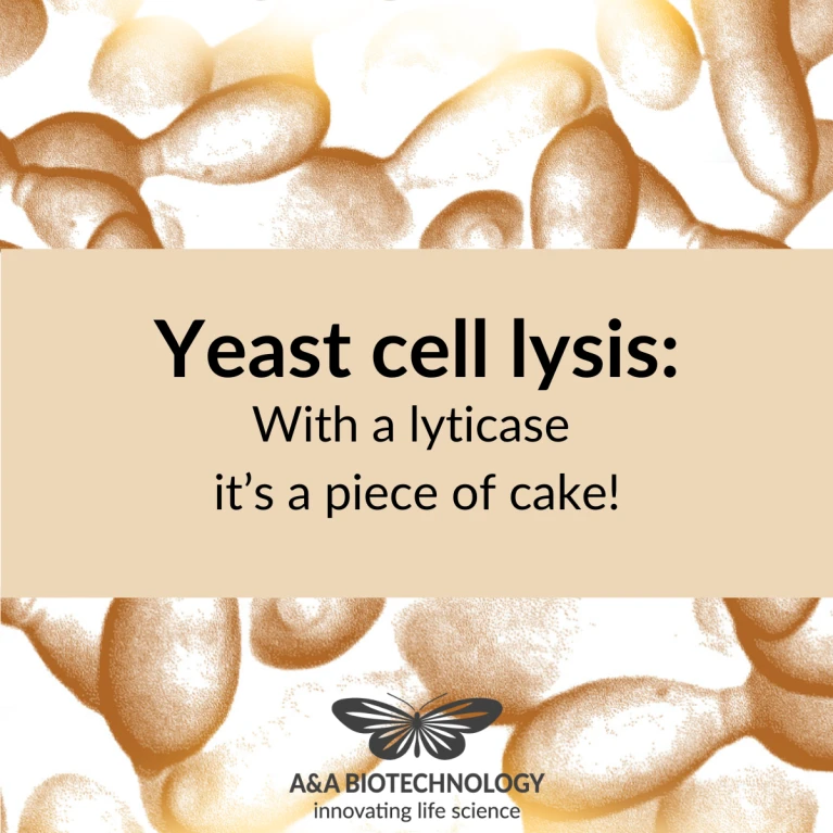 Yeast cell lysis: With a lyticase it’s a piece of cake!