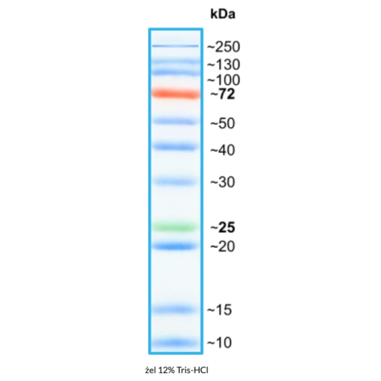 WideRange Color Protein Ladder WideRange Color Protein Ladder