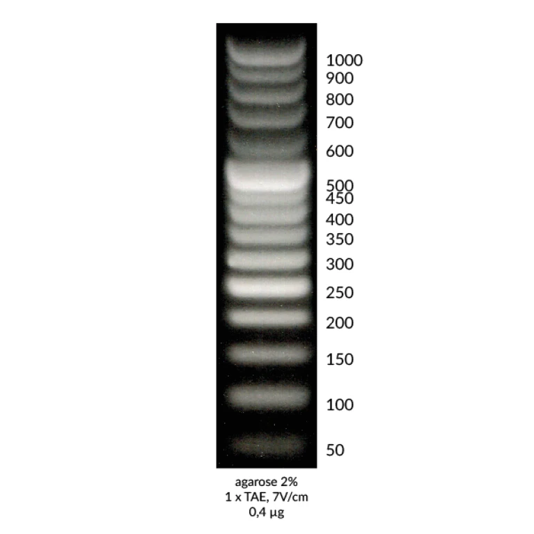 DNA Marker 2+