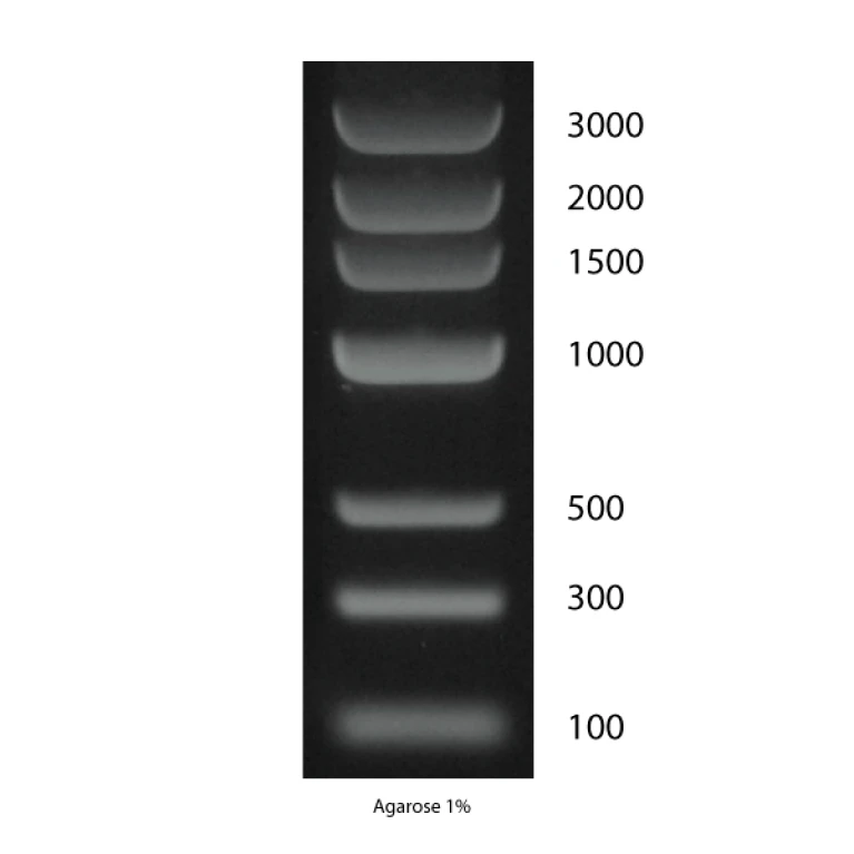 DNA Marker 3