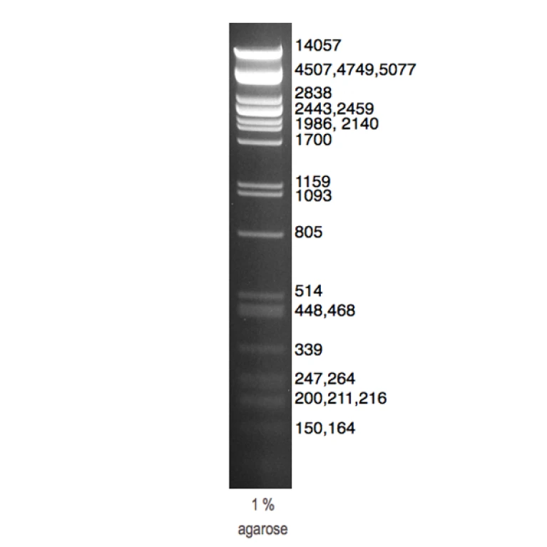 DNA Marker Lambda/Pst I DNA Marker Lambda/Pst I