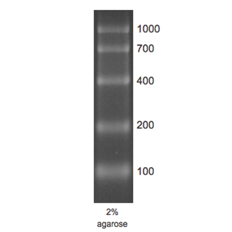 RNA Marker 1 RTU