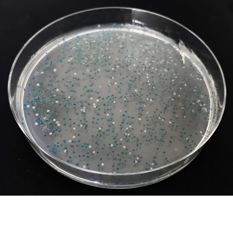 JO-FI™ komórki kompetentne JO-FI™ komórki kompetentne